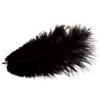 Stručio plunksnos - juoda sp. H-20cm (2vnt)
